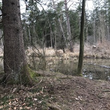 Wasseridylle im Wald