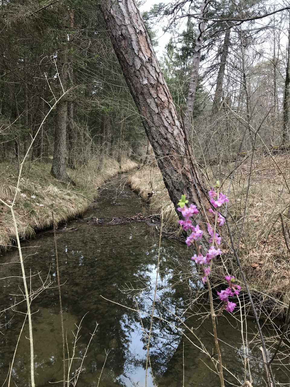 Impressionen am Waldbach