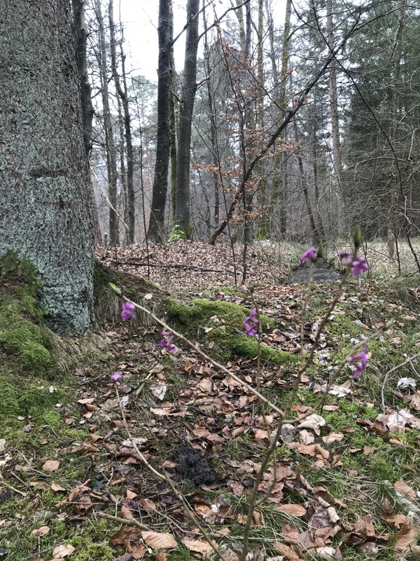 Frühlingsausblick im Wald