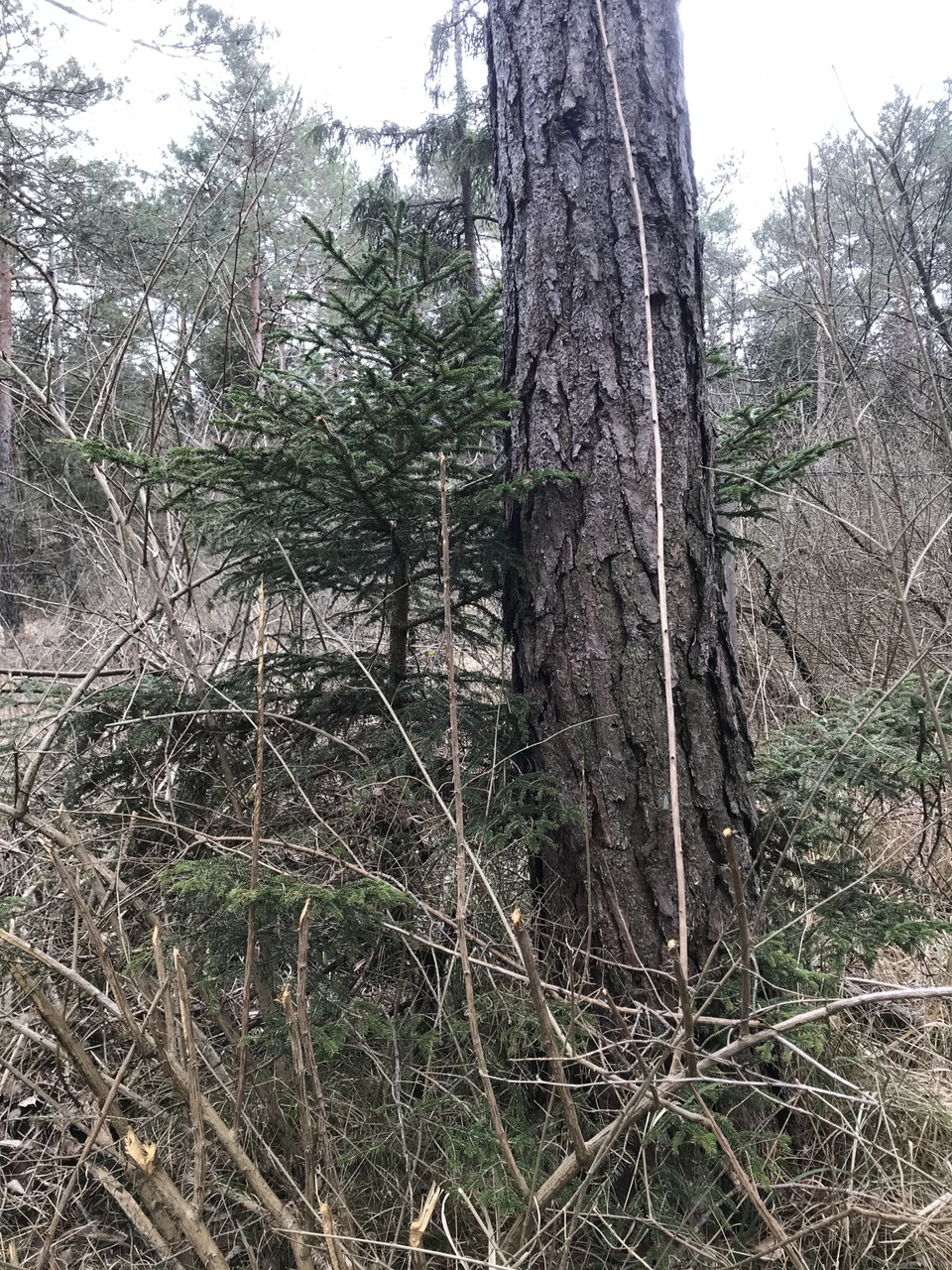 Unaufhörlicher Wachstumsprozess