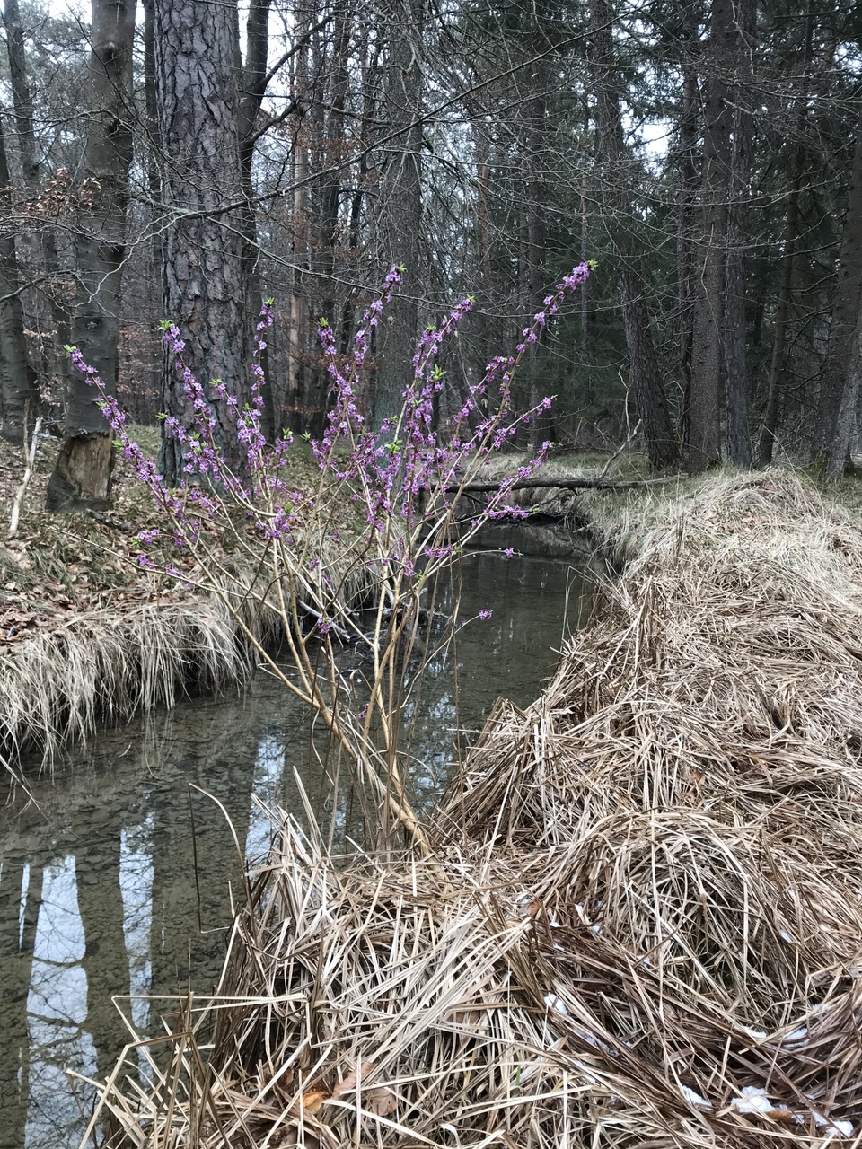 Erste Blüten im Wald