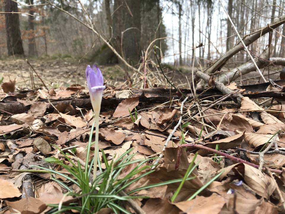 Frühlingsblume im Wald