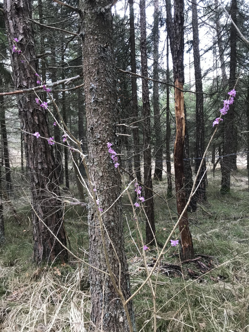 Vereinzelte Frühlingsblüten im Wald