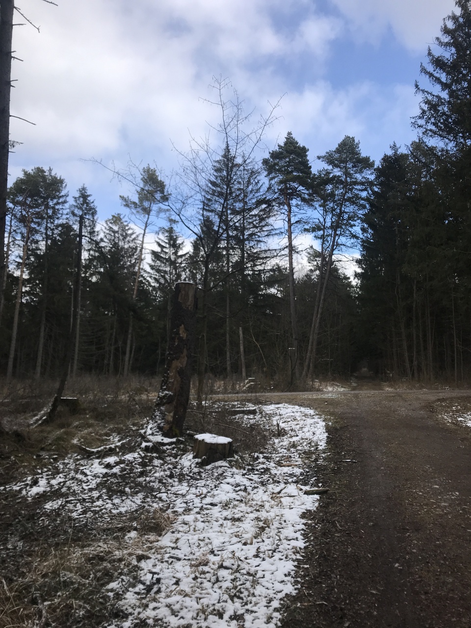 Schneeschmelze im Wald