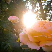 Rose im Sonnenschein