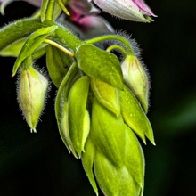 Makro von einer Orchideenblüte