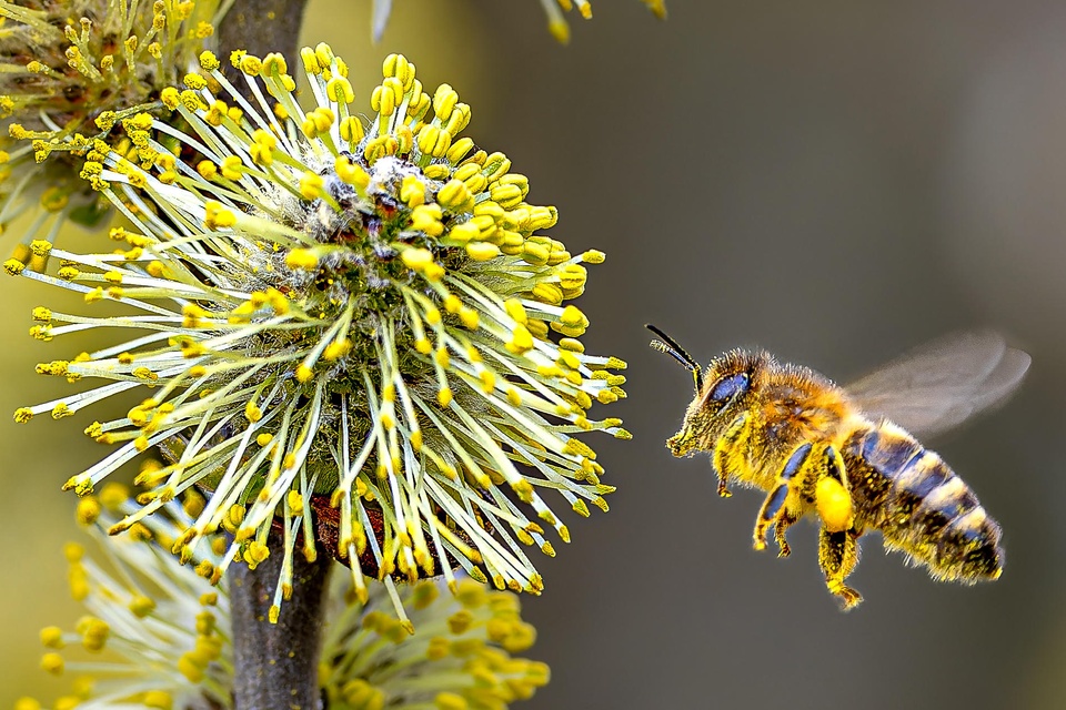 Erste Honigbienen auf Futtersuche