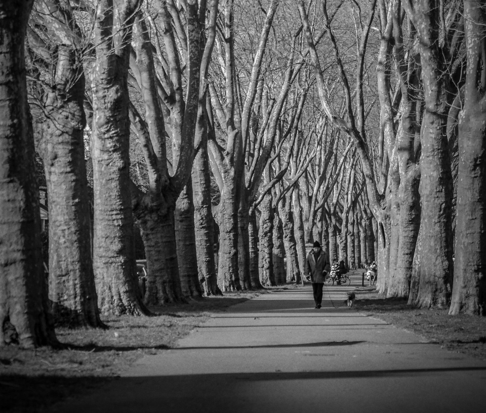 Mit dem Hund durch die Allee