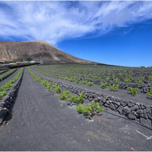Weinanbau auf Lanzarote