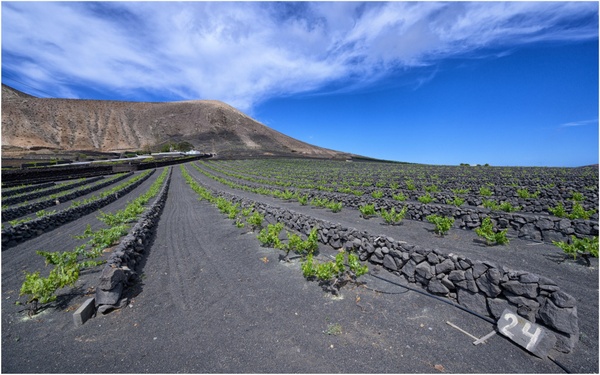 Weinanbau auf Lanzarote