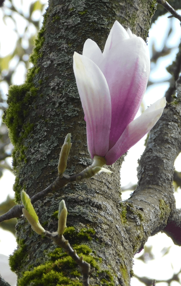 Alter Magnolienbaum