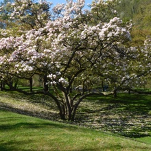 Alter Magnolienbaum