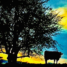 Kuh im Abendlicht