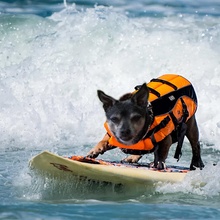 Hund Surfing