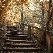 Stairway to Forest