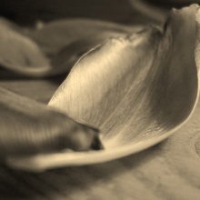 Tulpenblatt