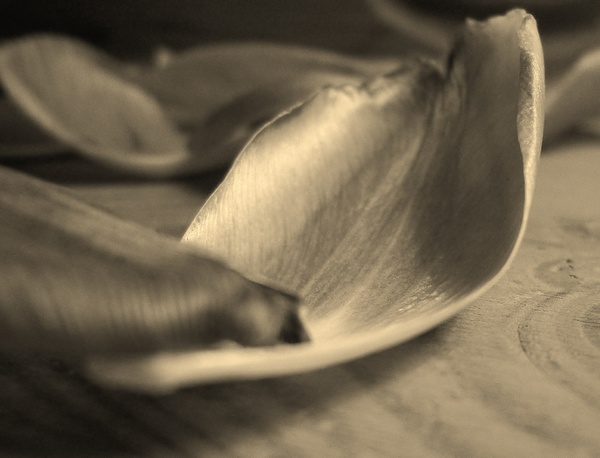 Tulpenblatt