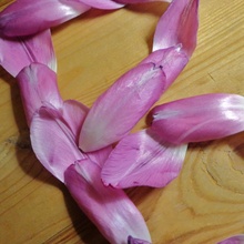 Blüte des Lebens