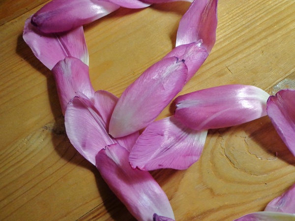 Blüte des Lebens