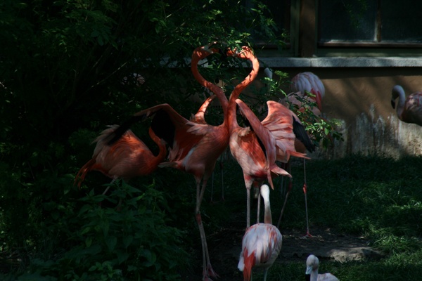 Flamingo - Herz