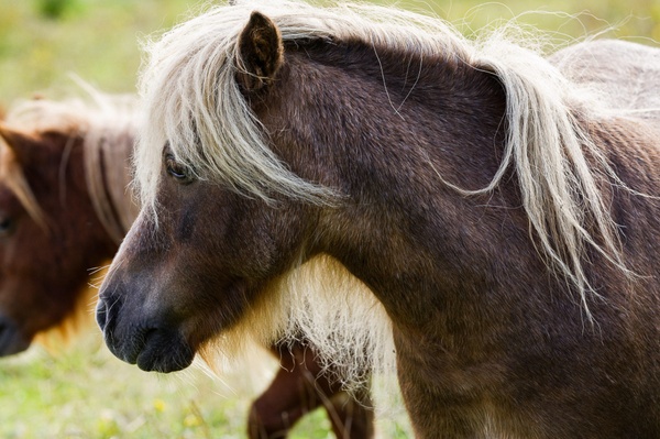 Pony - nah und scheu