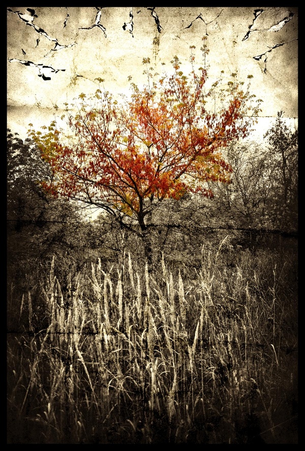 autumno caducus