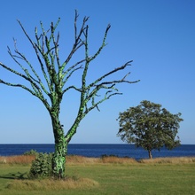 Kunst am Baum
