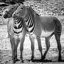 Zufriedene Zebras