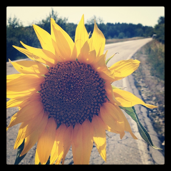 Little sunshine