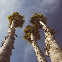 Santa Cruz Beach Trees