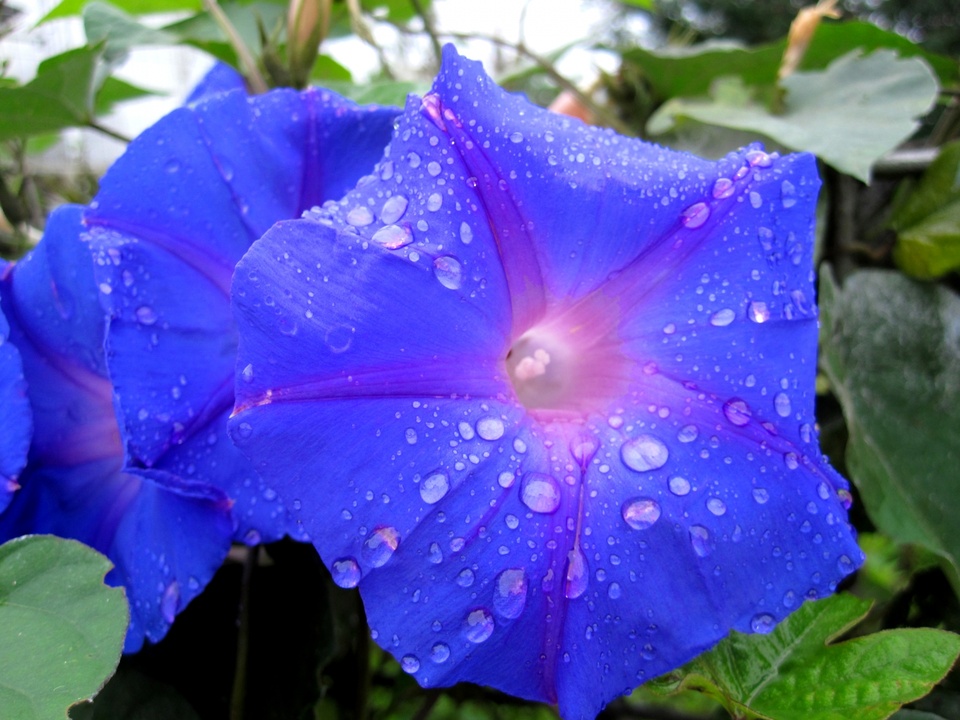 blue.