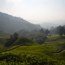 Teeplantagen - Cameron Highlands, Malaysia
