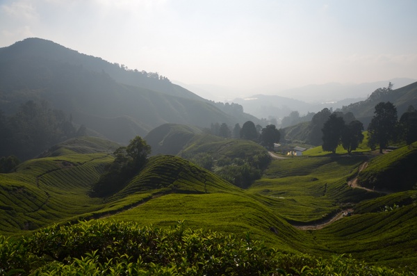 Teeplantagen - Cameron Highlands, Malaysia