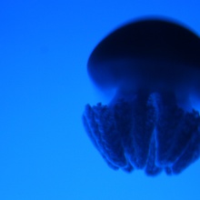 jellyfish